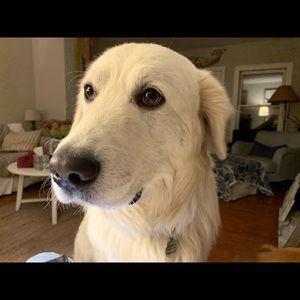 Meet your Posher, Mary